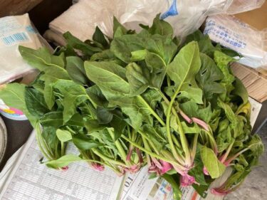 ホウレンソウの栽培方法、害虫・病気対策！実写真でわかりやすく！