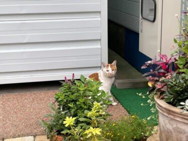 今日の猫さんとさいたま市緑区の風景　2023年9月