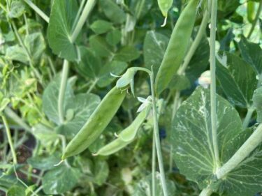 エンドウの栽培方法、害虫・病気対策！実写真でわかりやすく！