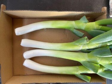 ネギの栽培方法、害虫・病気対策！実写真でわかりやすく！