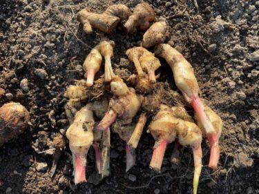 ショウガの栽培方法、害虫・病気対策！実写真でわかりやすく！