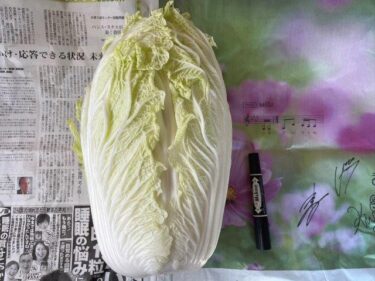 ハクサイの栽培方法、害虫・病気対策！実写真でわかりやすく！