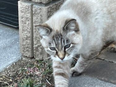 今日の猫さんとさいたま市緑区の風景　2023年12月