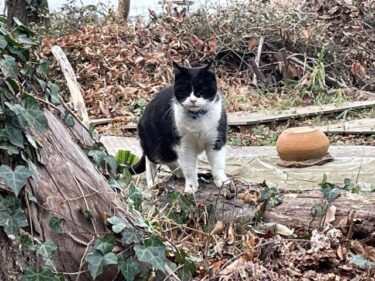 今日の猫さんとさいたま市緑区の風景　2024年1月