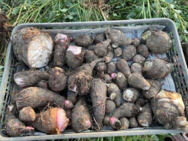 サトイモの栽培方法、害虫・病気対策！実写真でわかりやすく！