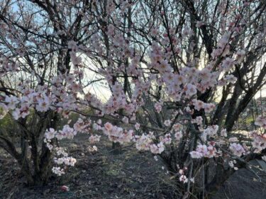 今日の猫さんとさいたま市緑区の風景　2024年2月