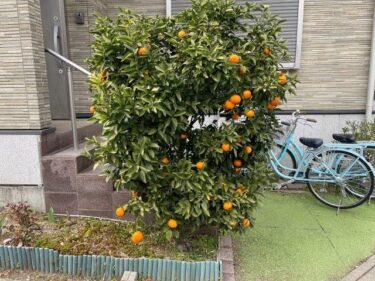 ミカンの栽培方法、害虫・病気対策！実写真でわかりやすく！