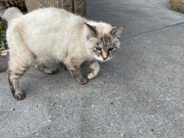 今日の猫さんとさいたま市緑区の風景　2024年7月