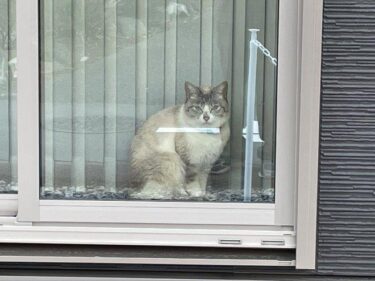 今日の猫さんとさいたま市緑区の風景　2024年4月