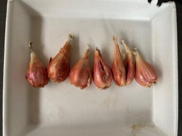 ワケギ（分葱）の栽培方法、害虫・病気対策！実写真でわかりやすく！