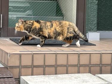 今日の猫さんとさいたま市緑区の風景　2024年5月