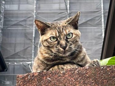 今日の猫さんとさいたま市緑区の風景 2025年8月