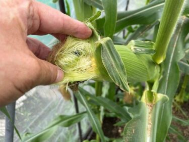 トウモロコシの栽培方法、害虫・病気対策！実写真でわかりやすく！