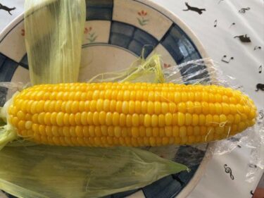 貸し農園（シェア畑）見沼田んぼでの野菜栽培！！3年目、2024年は？？？