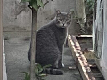 今日の猫さんとさいたま市緑区の風景　2024年8月