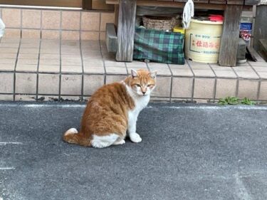 今日の猫さんとさいたま市緑区の風景 2024年12月