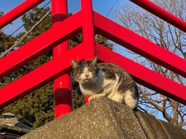 今日の猫さんとさいたま市緑区の風景 2025年1月