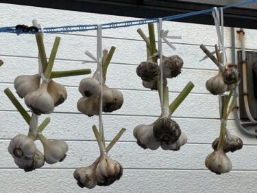 ニンニクの栽培方法、害虫・病気対策！実写真でわかりやすく！