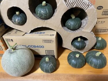 貸し農園（シェア畑）見沼田んぼでの野菜栽培！！2025年