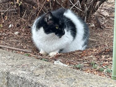 今日の猫さんとさいたま市緑区の風景 2025年2月