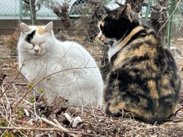 今日の猫さんとさいたま市緑区の風景 2025年7月