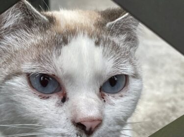 今日の猫さんとさいたま市緑区の風景 2025年3月