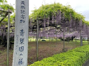 「青葉園の藤」（埼玉県指定の天然記念物）を見に行ってきた！