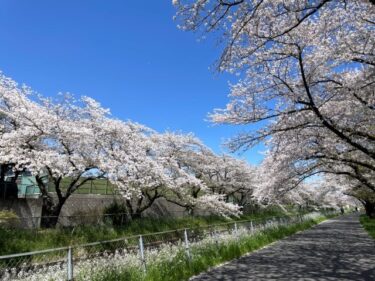 今日の猫さんとさいたま市緑区の風景 2025年4月