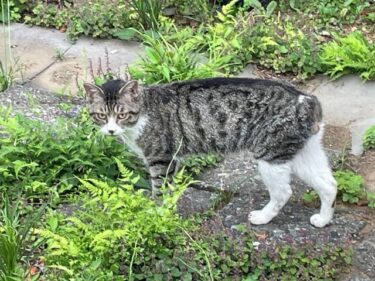 今日の猫さんとさいたま市緑区の風景 2025年5月
