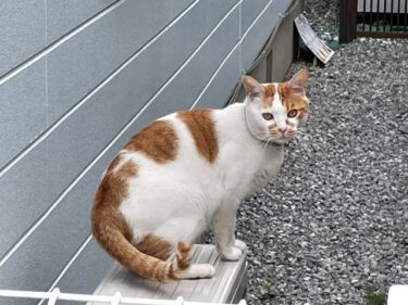 今日の猫さんとさいたま市緑区の風景 2025年6月