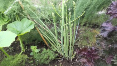 アスパラガスの栽培方法、害虫・病気対策！実写真でわかりやすく！