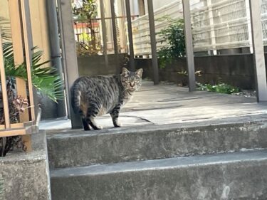 今日の猫さんとさいたま市緑区の風景 2025年12月