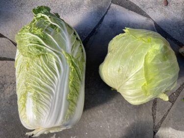 貸し農園（シェア畑）見沼田んぼでの野菜栽培！！2026年